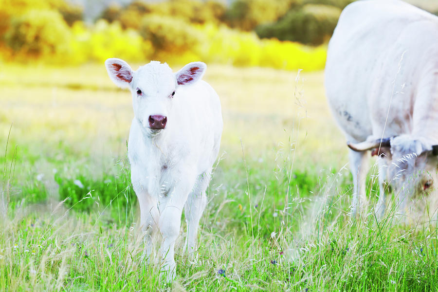 Baby Cow Photograph by Fernandoah