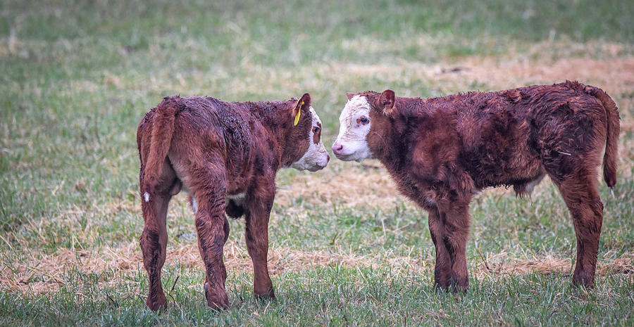 Baby Cows Photograph by Michelle Wittensoldner