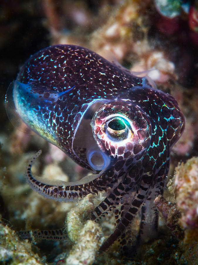 Baby Cuttlefish Photograph by Barathieu Gabriel