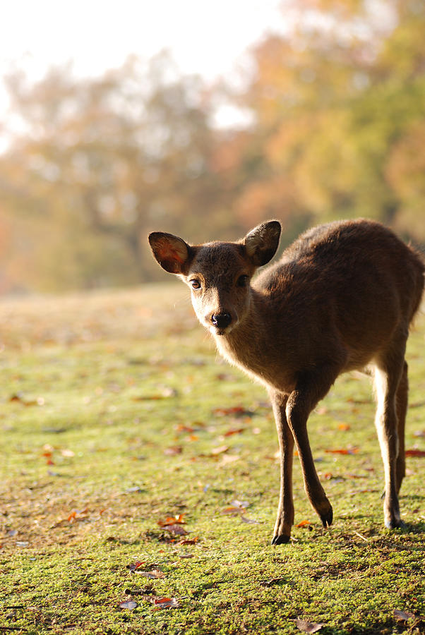 Baby Deer Photograph by Petit Gardem