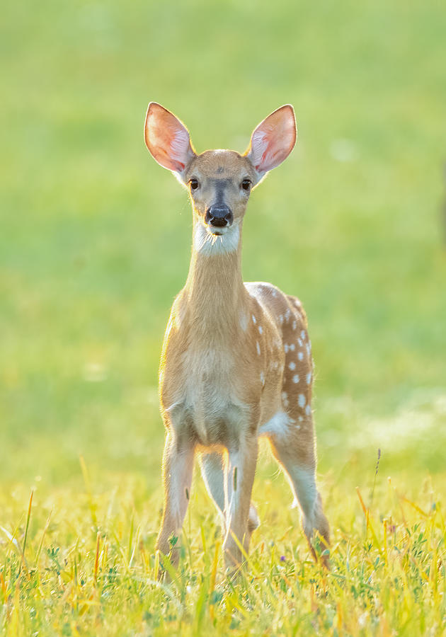 Baby Deer Photograph by Qing Li