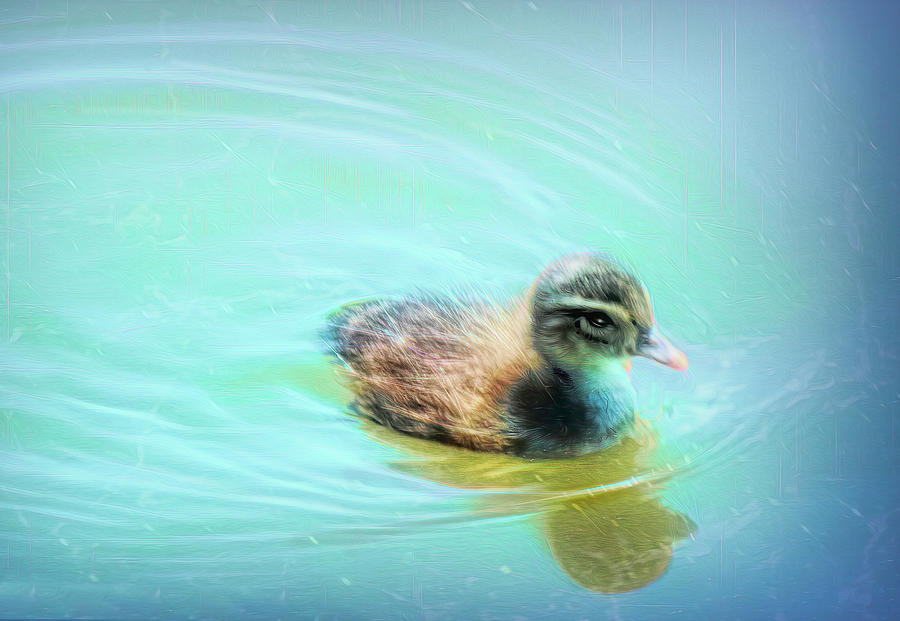 Baby Duck Photograph by Bonnie Willis