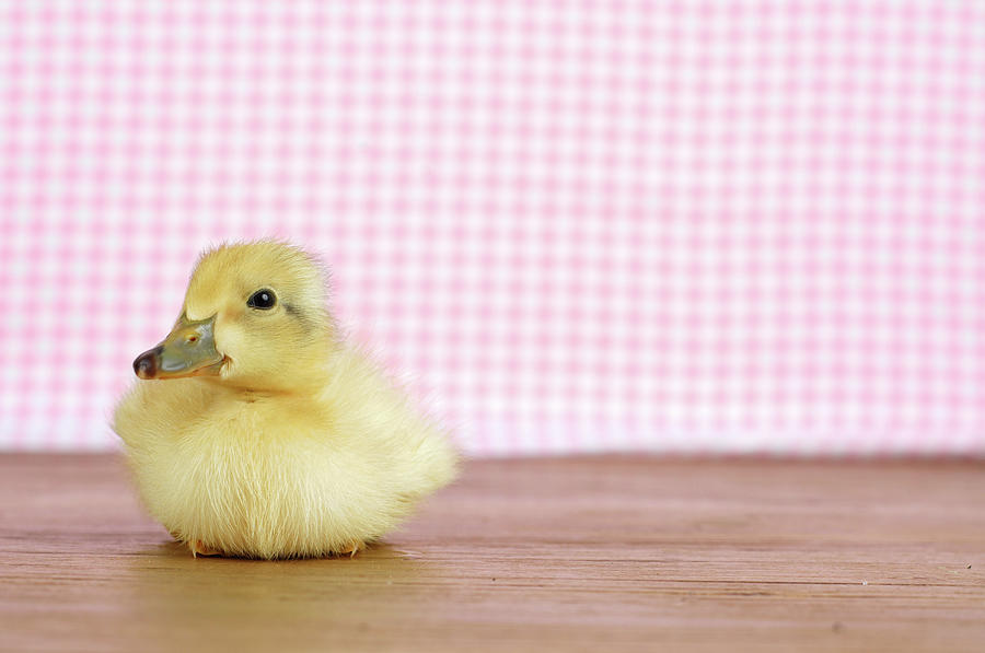 Baby Duck Sitting On Wood Photograph by Dominik Eckelt