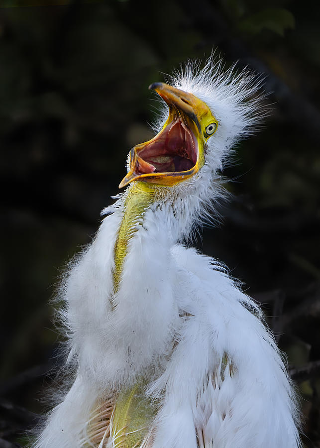 Baby Egret Photograph by Ti Wang