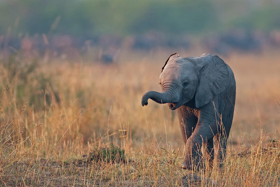 Baby Elephant Photograph by Santanu Nandy