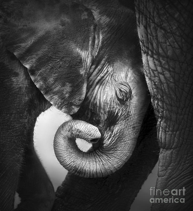 Small Photograph - Baby Elephant Seeking Comfort by Johan Swanepoel