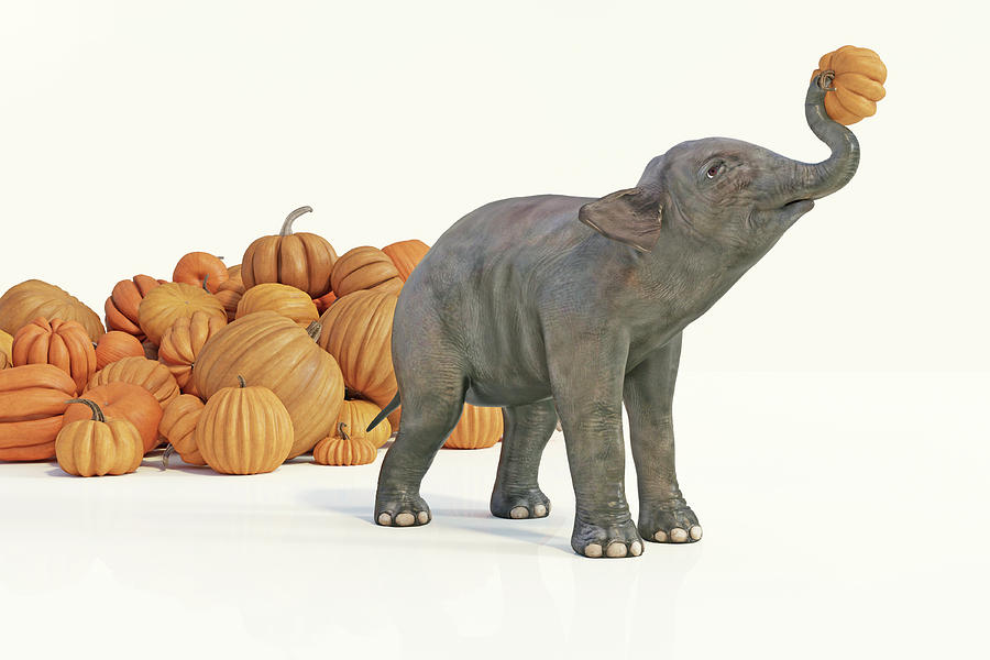 Baby Elephant Selects Pumpkin Digital Art