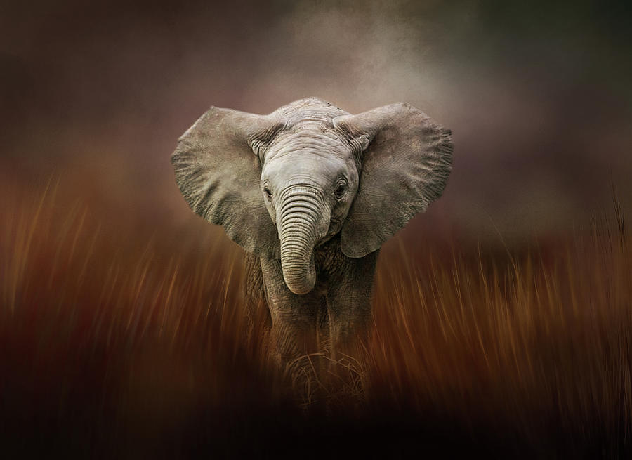 Baby Elephant Digital Art by Terry Davis