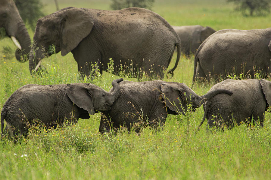 Baby Elephant Train Photograph by Rolf Jacobson - Fine Art America