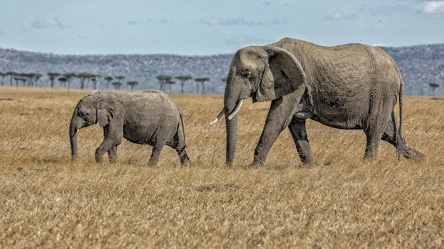 Baby Elephant Walk Photograph by Stephen Stookey