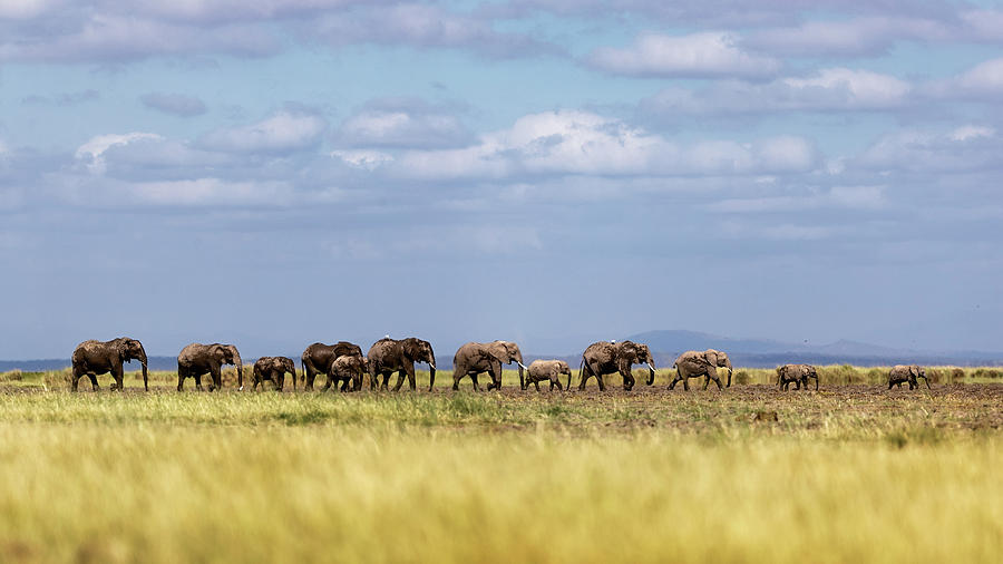 Baby Elephants Leading Herd in Line in Kenya by Susan Schmitz Baby Elephants Leading Herd in Line in Kenya by Susan Schmitz