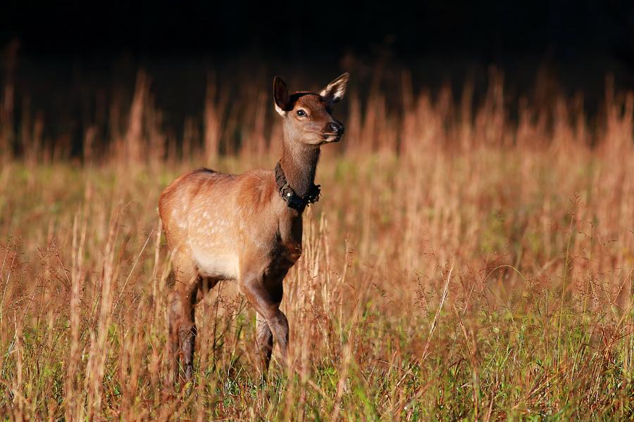 Baby Elk Running Photograph
