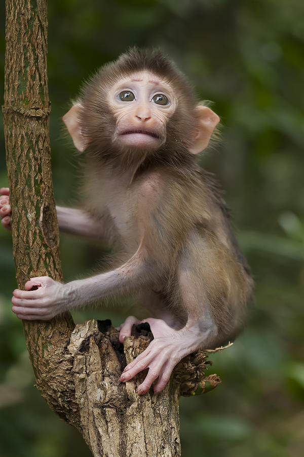 Animal Photograph - Baby Face Of Monkey by Abdul Gapur Dayak