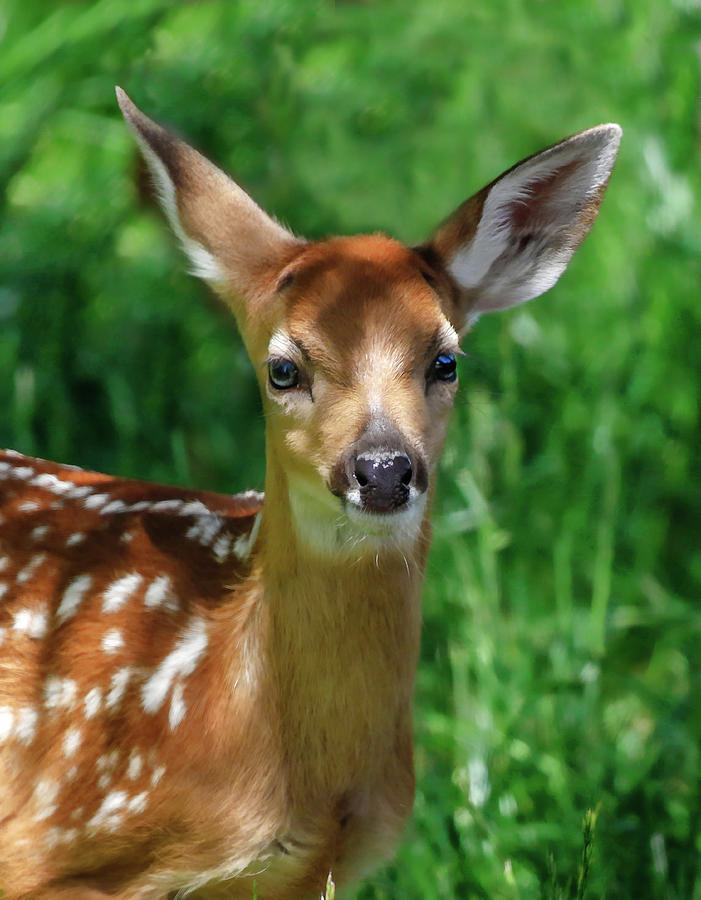 Baby Fawn Be Aware Photograph by Athena Mckinzie