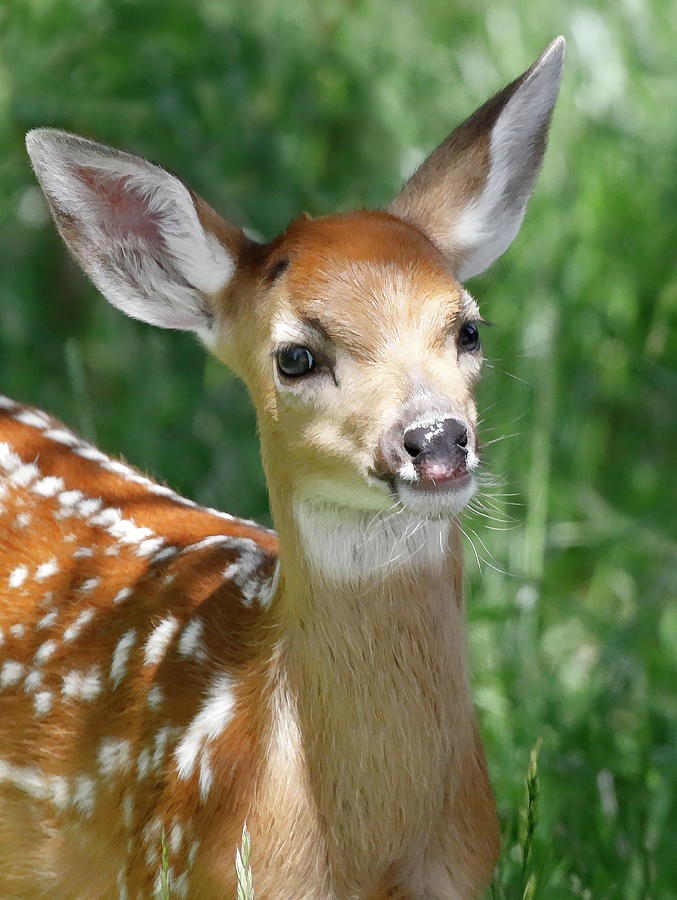 Baby Fawn Portrait II Photograph by Athena Mckinzie | Fine Art America