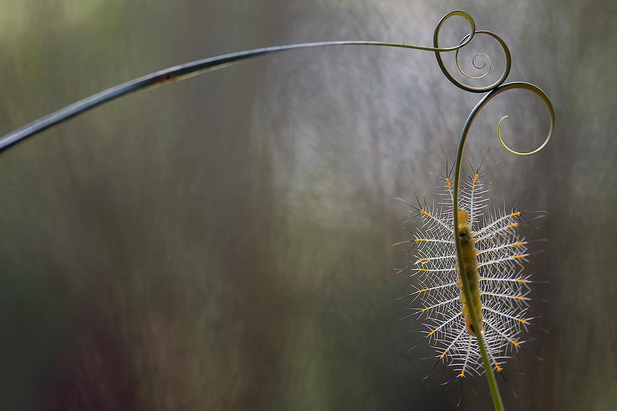 Macro Photograph - Baby Fire Caterpillar by Abdul Gapur Dayak