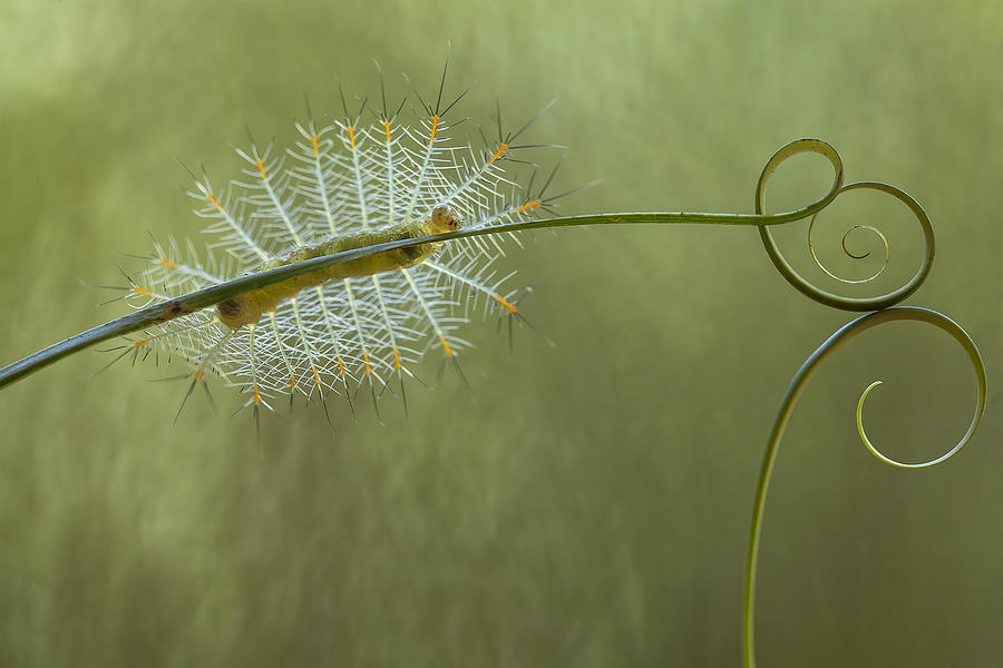 Macro Photograph - Baby Fire Caterpillar On Leaves by Abdul Gapur Dayak