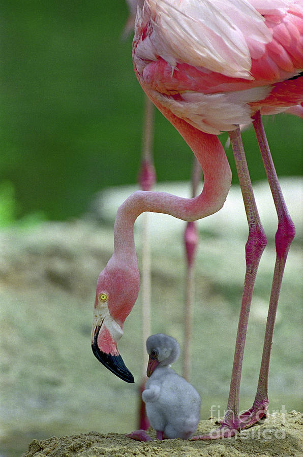 Miami Photograph - Baby Flamingo Under Mother by Bettmann