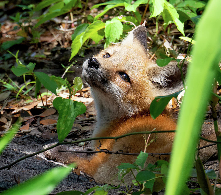 Baby Fox Photograph by Paige Brown | Fine Art America