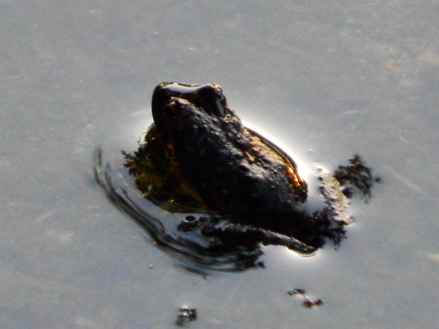 Baby Frog Soaking Up Some Cool Photograph by Virginia White