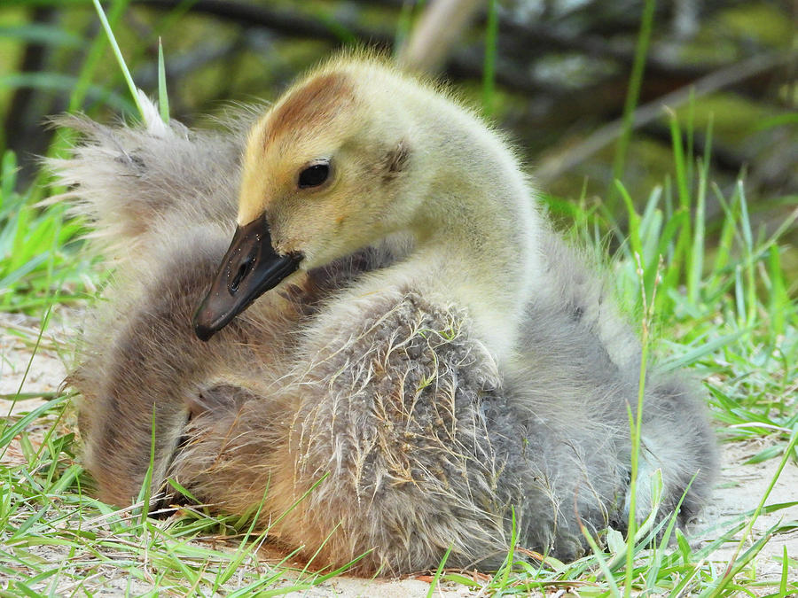Baby Geese Art Photograph by Scott Cameron