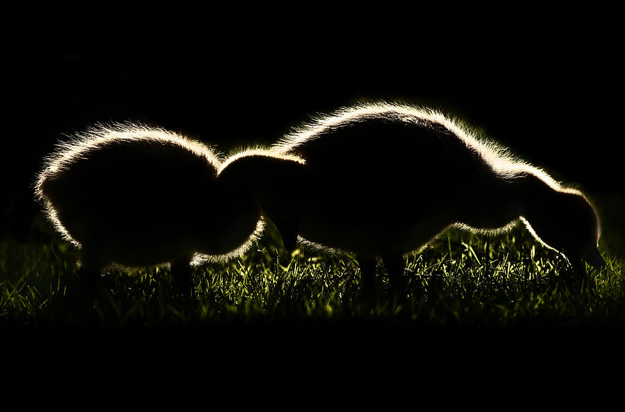 Baby Geese Photograph by Yu Cheng