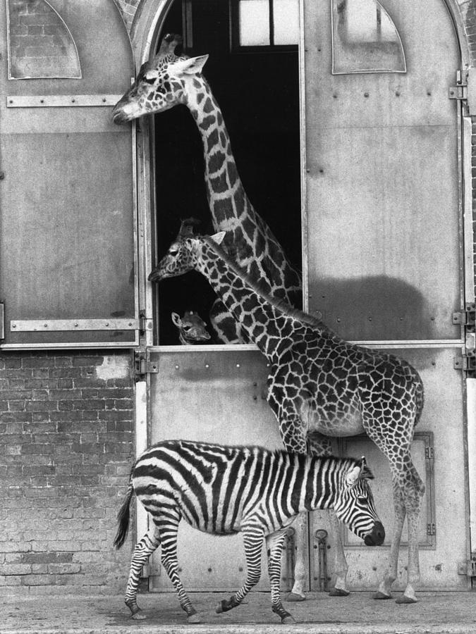 Baby Giraffe Photograph by Graham Morris
