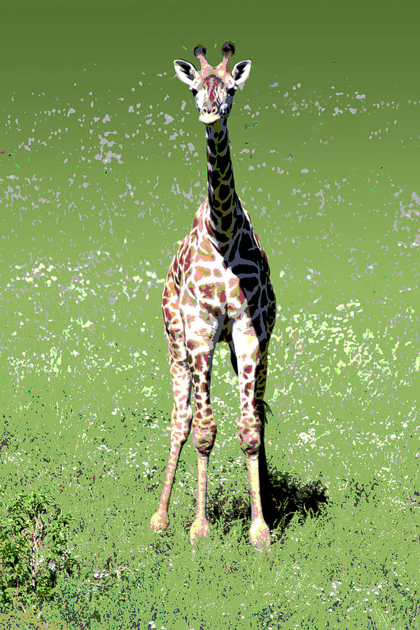 Baby Giraffe Poster Mixed Media by Steve Karol