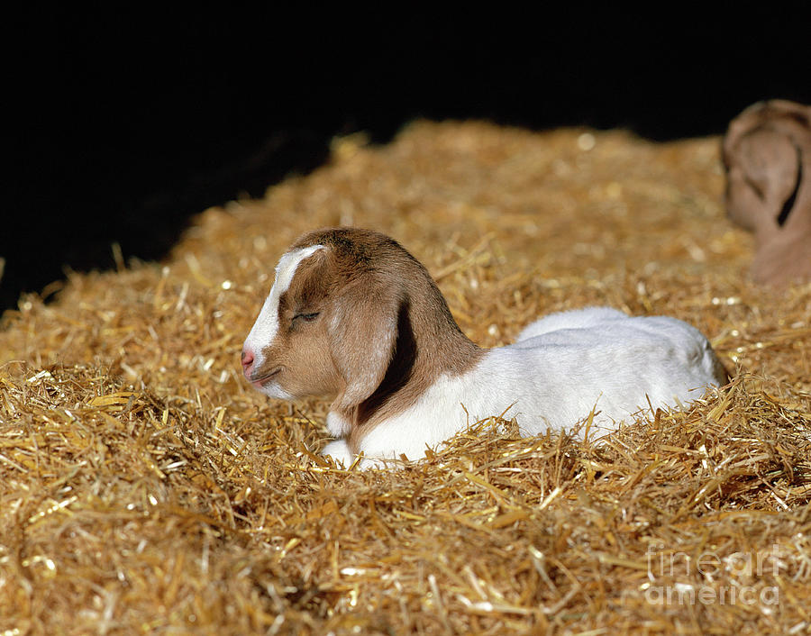 Nature Photograph - Baby Goat by Astrid & Hanns-frieder Michler/science Photo Library