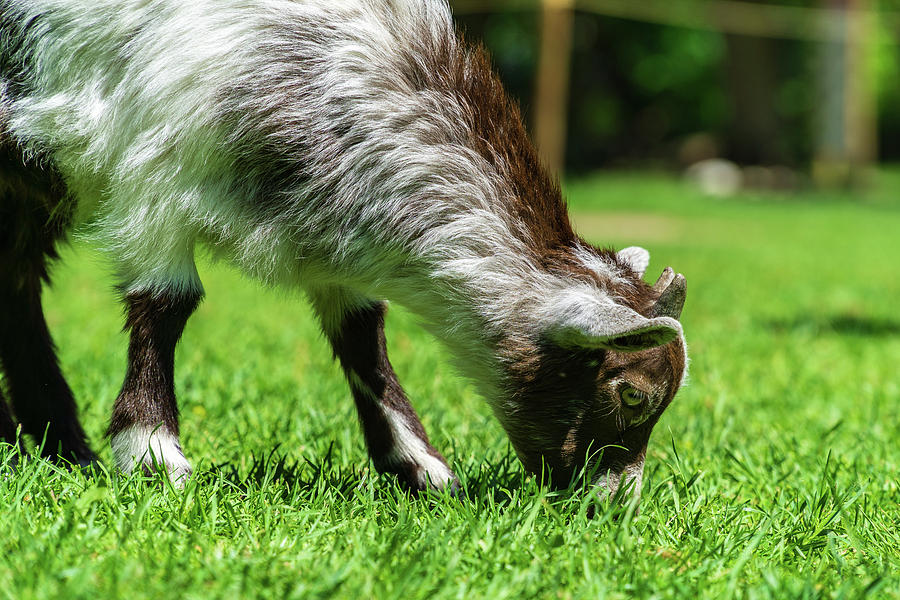 Baby Goat Photograph by Dave Matchett - Fine Art America