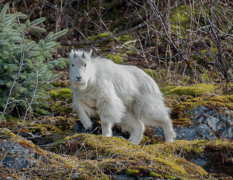 baby Goat Photograph by David Kirby