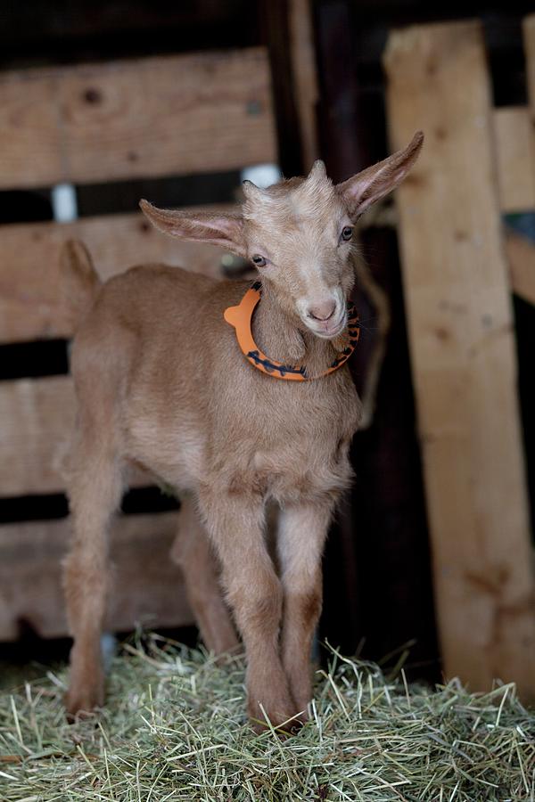 Goat Photograph - Baby Goat Standing On Straw by Joerg Lehmann