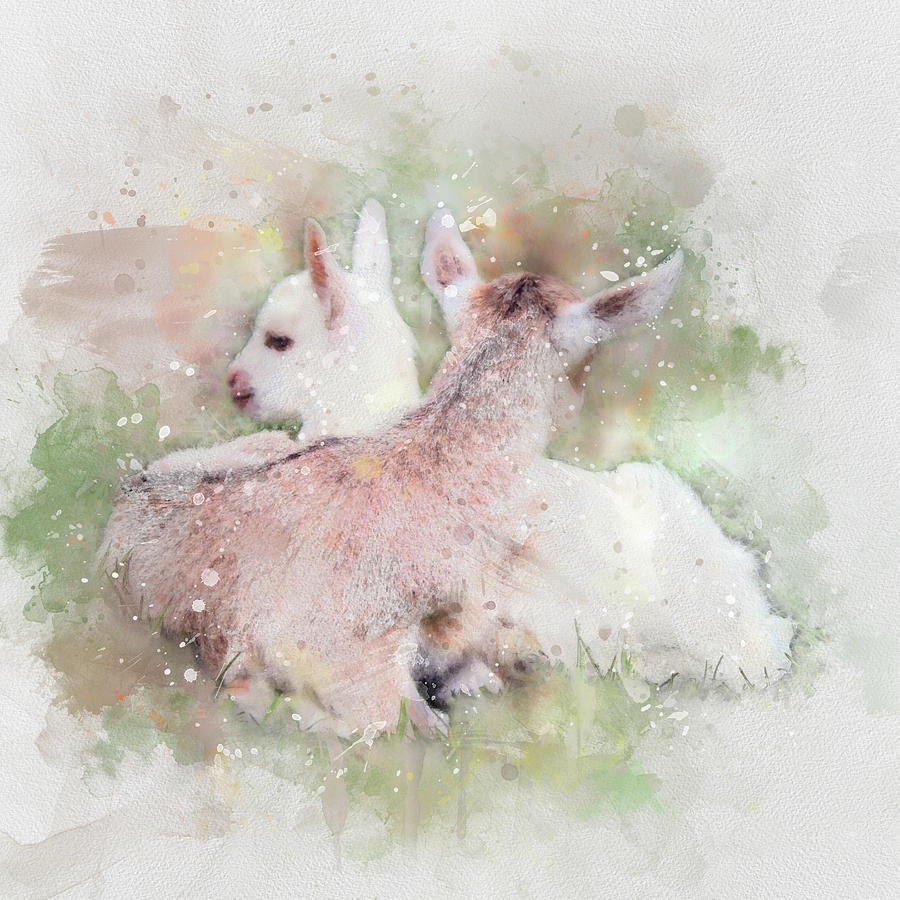 Goat Digital Art - Baby goat twins by Western Exposure