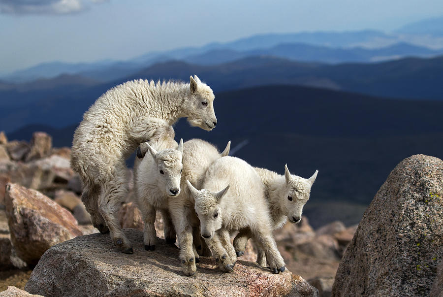 Baby Goats At Play Photograph by Verdon