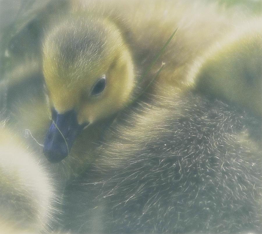 Baby Goose Photograph by Anna Cseresnjes
