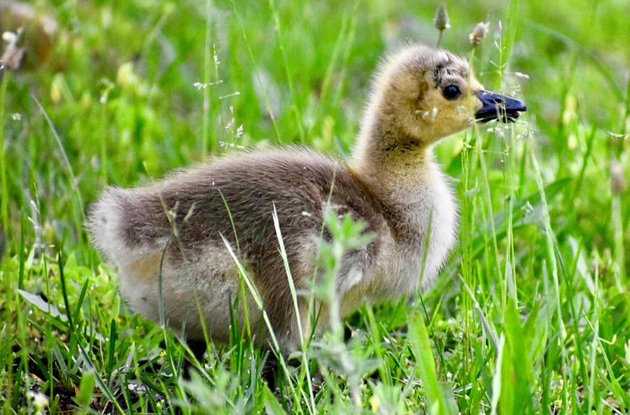 Baby Goose Photograph By Dara Buckley - Fine Art America