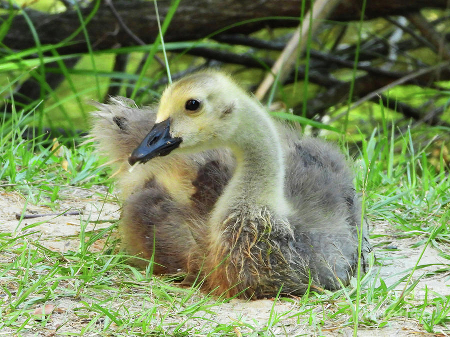 Baby Goose Photograph by Scott Cameron