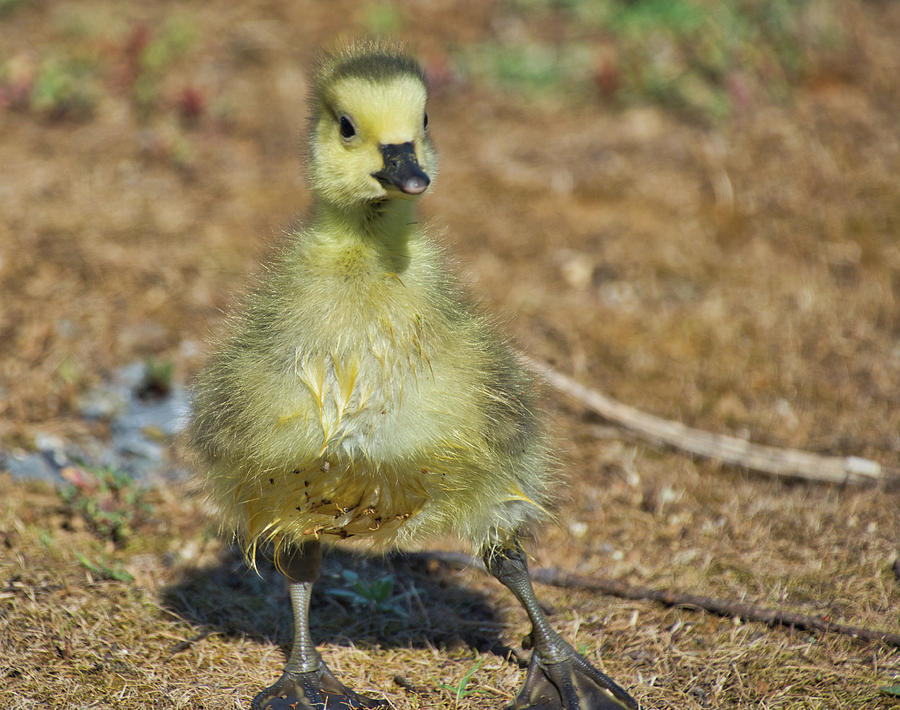Baby Goose Photograph by Steph Gabler