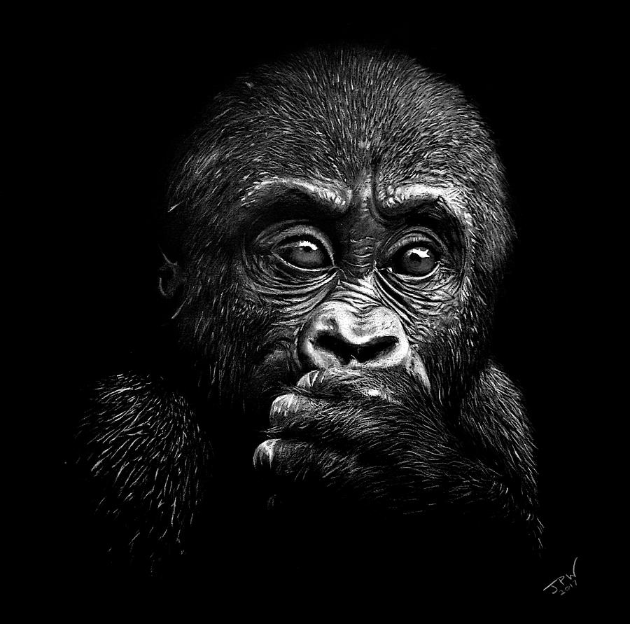 Wildlife Photograph - Baby Gorilla by JPW Artist
