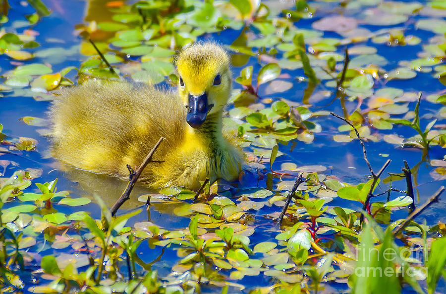 Baby Gosling  Photograph by Peggy Franz