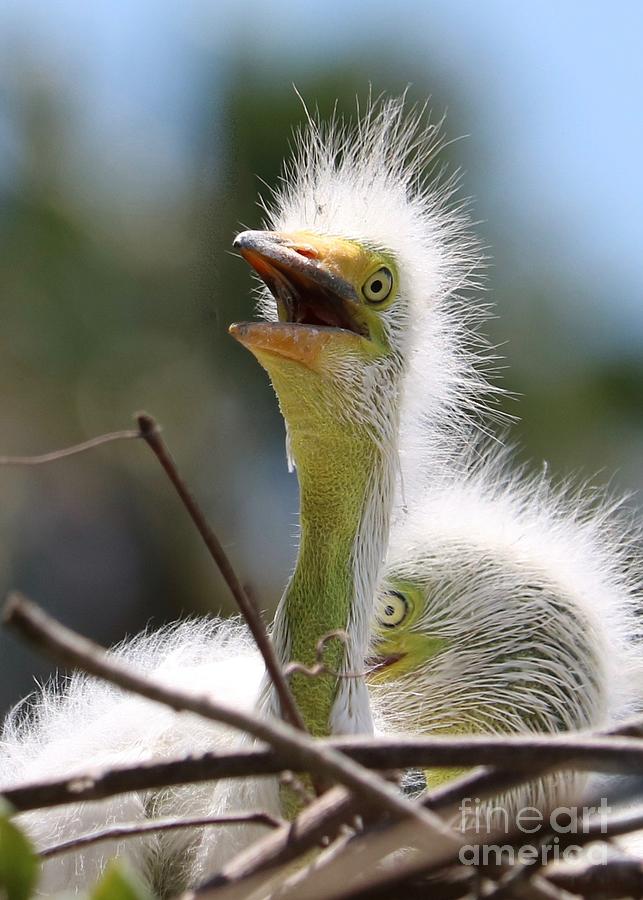 Baby Great Egret In Sunshine Photograph