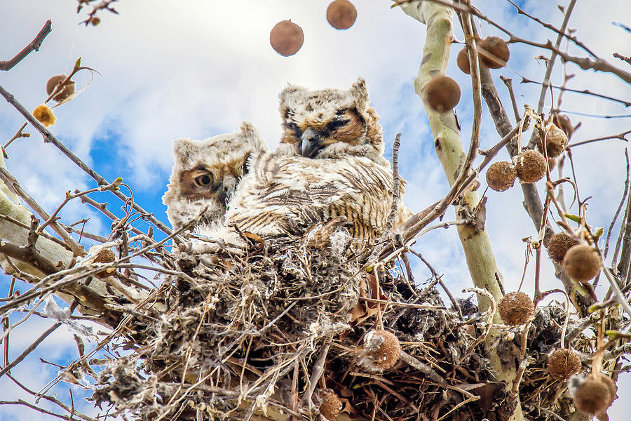 Baby Great Horned Owls Photograph by David Wagenblatt