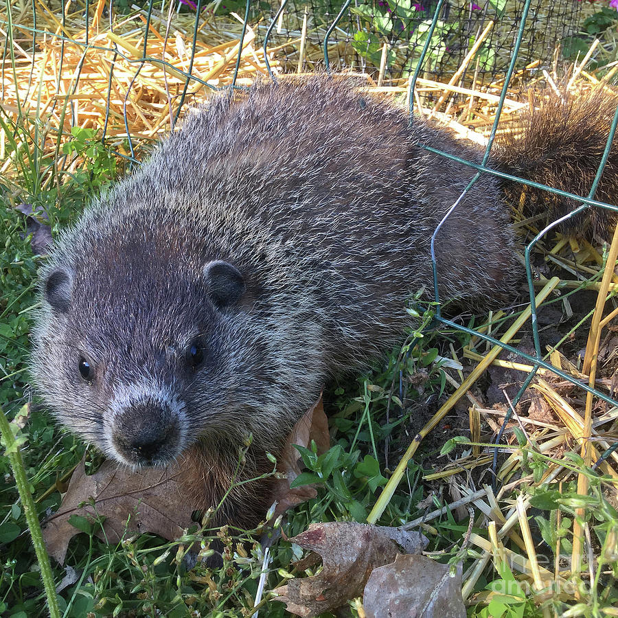 Baby Groundhog Trapped In Garden Fence Photograph by Amy E Fraser