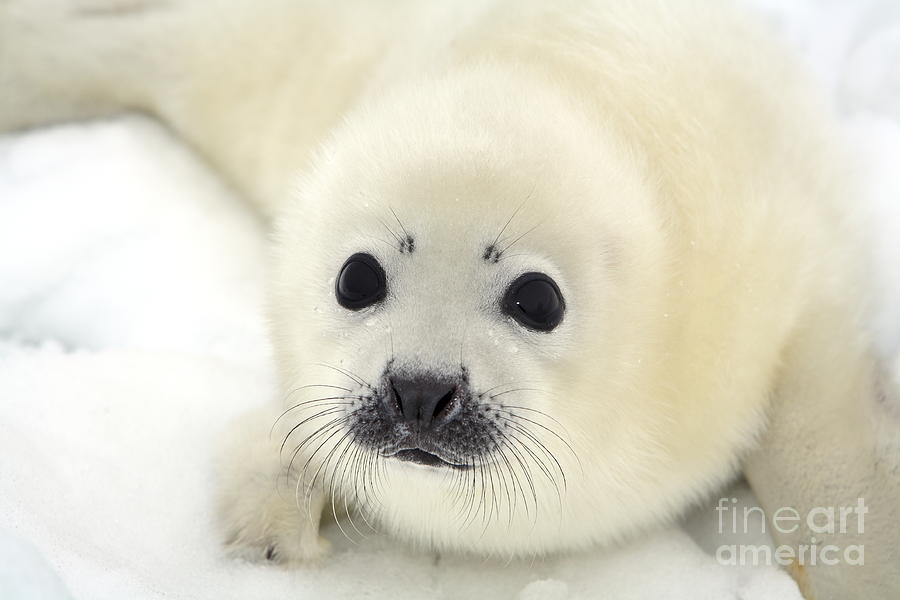 Winter Photograph - Baby Harp Seal Pup On Ice Of The White by Vladimir Melnik Winter Photograph - Baby Harp Seal Pup On Ice Of The White by Vladimir Melnik