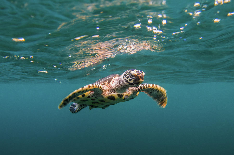 Baby Hawksbill Sea Turtle Swims With Photograph by Sirachai Arunrugstichai