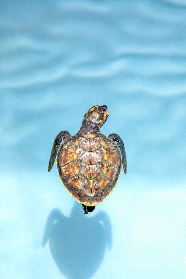 Baby Hawksbill Turtle Photograph by Julia Hiebaum