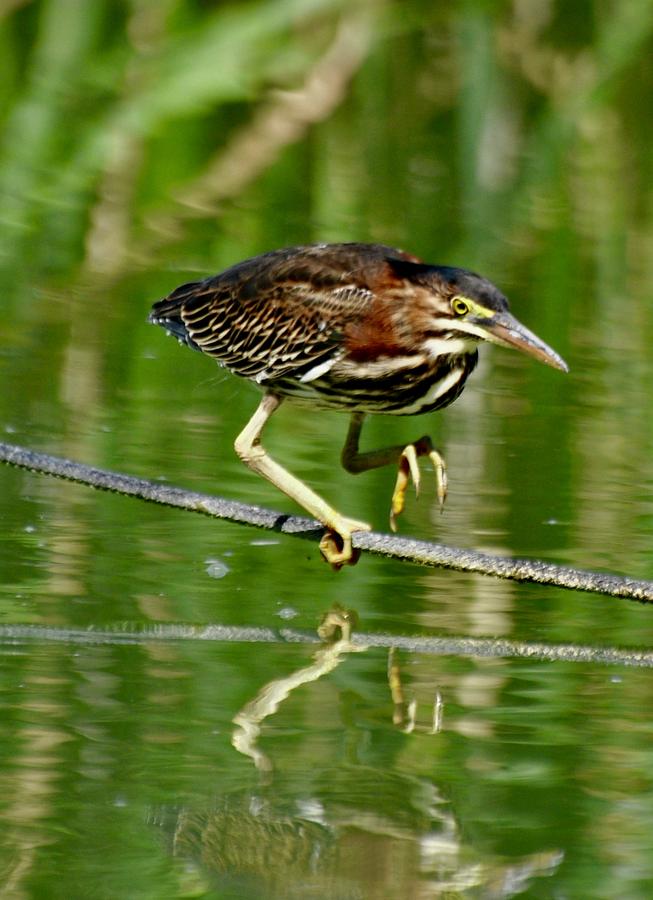 Baby Heron Photograph by Lisa DiFruscio - Pixels