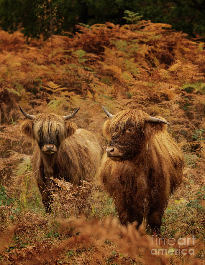 Baby Highland Cow Photograph