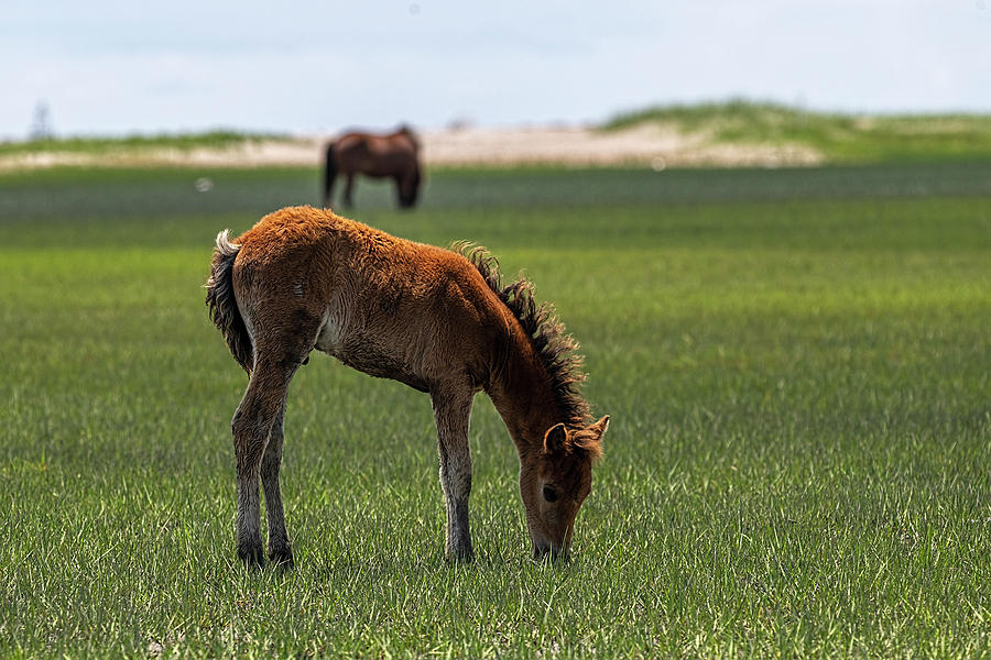 Baby horse eating marsh grass Photograph by Dan Friend