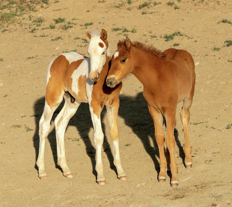 Baby Horse Pals -- Wild Mustangs Photograph by Judi Dressler